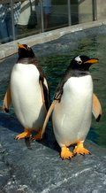 2001年8月7日旭山動物園ペンギン館