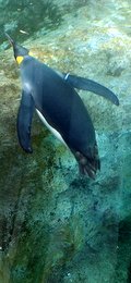 2014年旭山動物園ペンギン館での水中遊泳
