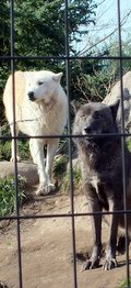 2014年10月26日旭山動物園オオカミ