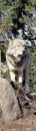 2014年10月26日旭山動物園のオオカミ